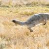 Хитрый койот со скверным характером Койоты строение поведение и о их жизни